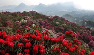 我愿是满山的杜鹃